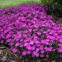 PAINT THE TOWN FUCHSIA DIANTHUS -Deals Plants Store DETA3 4106