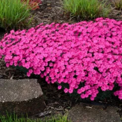 PAINT THE TOWN MAGENTA DIANTHUS -Deals Plants Store DETA3 4107