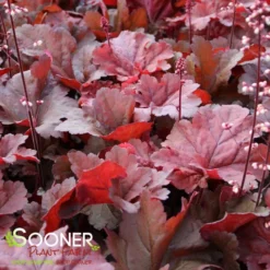 PRIMO® MAHOGANY MONSTER CORAL BELLS 7 PRIMO® MAHOGANY MONSTER CORAL BELLS -Deals Plants Store DETA3 4125