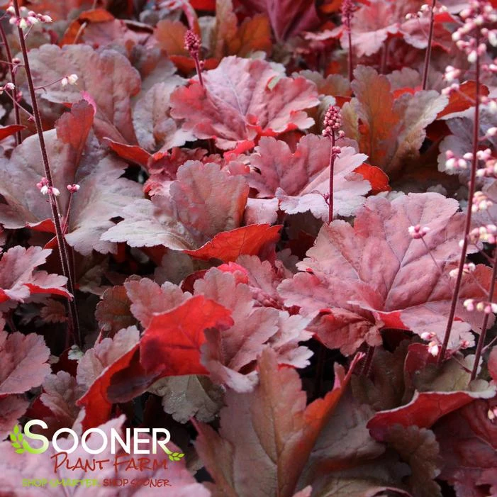 PRIMO® MAHOGANY MONSTER CORAL BELLS 4 PRIMO® MAHOGANY MONSTER CORAL BELLS - Image 4