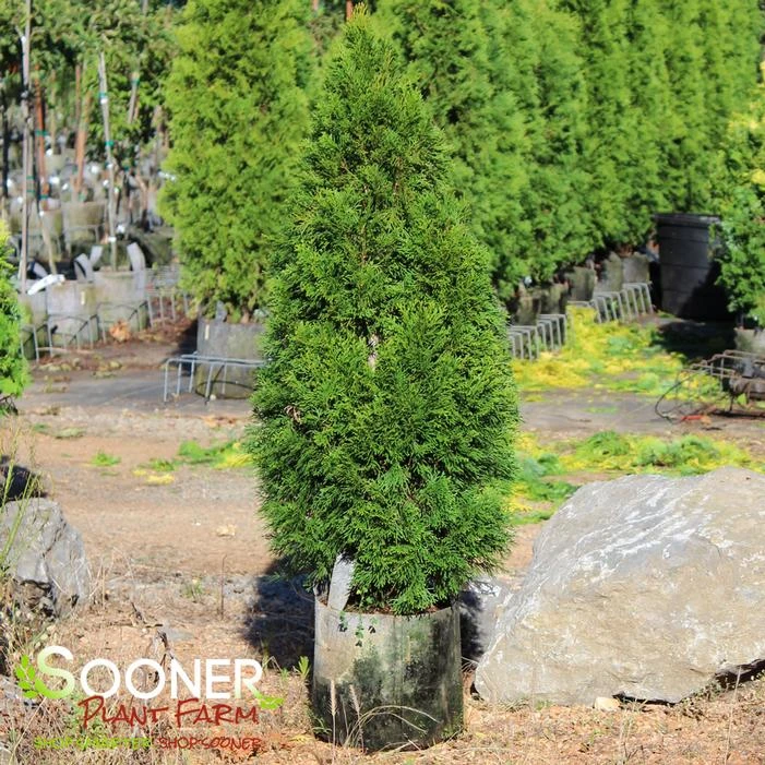 EMERALD GREEN ARBORVITAE 2 EMERALD GREEN ARBORVITAE - Image 2