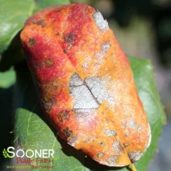 ROBIN HILL SERVICEBERRY -Deals Plants Store DETA3 435