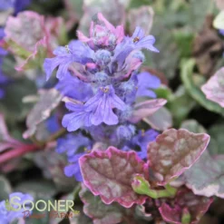 BURGUNDY GLOW AJUGA -Deals Plants Store DETA3 447