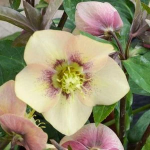 HONEYMOON® SANDY SHORES LENTEN ROSE 3 HONEYMOON® SANDY SHORES LENTEN ROSE - Image 3