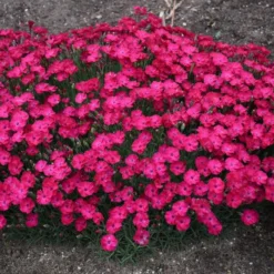 PAINT THE TOWN RED DIANTHUS 8 PAINT THE TOWN RED DIANTHUS -Deals Plants Store DETA3 4548
