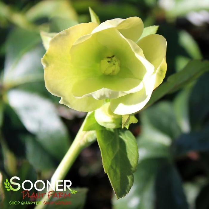 WEDDING PARTY® WEDDING BELLS LENTEN ROSE 2 WEDDING PARTY® WEDDING BELLS LENTEN ROSE - Image 2