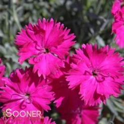 NEON STAR DIANTHUS