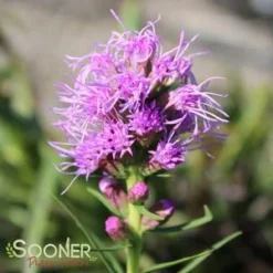 KOBOLD GAYFEATHER 7 KOBOLD GAYFEATHER -Deals Plants Store DETA3 503