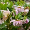 WEDDING PARTY® FLOWER GIRL LENTEN ROSE
