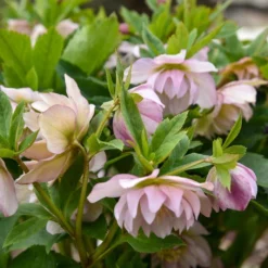 WEDDING PARTY® FLOWER GIRL LENTEN ROSE