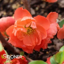 O YASHIMA FLOWERING QUINCE -Deals Plants Store DETA3 5271