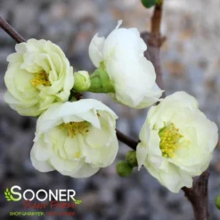 CHOJURAKU FLOWERING QUINCE -Deals Plants Store DETA3 5272