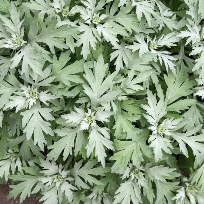 SILVER LINING WORMWOOD 2 SILVER LINING WORMWOOD - Image 2