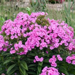 LUMINARY® PRISMATIC PINK GARDEN PHLOX -Deals Plants Store DETA3 5386