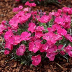 VIVID™ BRIGHT LIGHT DIANTHUS 6 VIVID™ BRIGHT LIGHT DIANTHUS -Deals Plants Store DETA3 5410