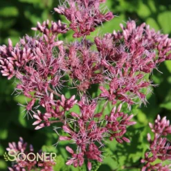 LITTLE JOE JOE PYE WEED -Deals Plants Store DETA3 543