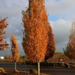 ARMSTRONG GOLD® MAPLE -Deals Plants Store DETA3 5466