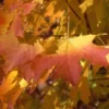 APOLLO® SUGAR MAPLE
