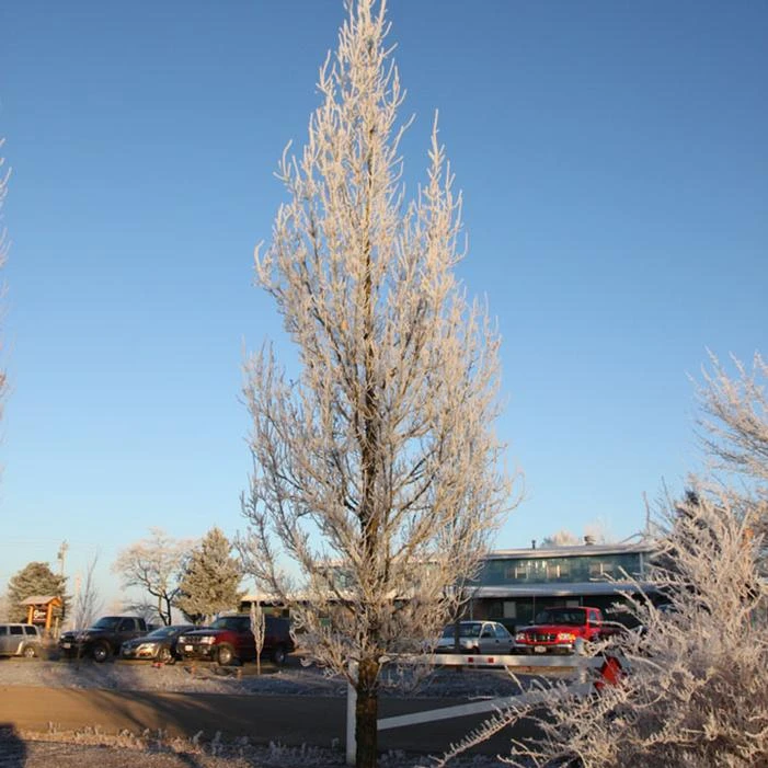 STREETSPIRE® OAK 1 STREETSPIRE® OAK