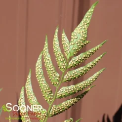 JURASSIC™ STEGOSAURUS JAPANESE HOLLY FERN 5 JURASSIC™ STEGOSAURUS JAPANESE HOLLY FERN -Deals Plants Store DETA3 5564