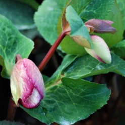 FROSTKISS® GLENDA'S GLOSS LENTEN ROSE 5 FROSTKISS® GLENDA'S GLOSS LENTEN ROSE -Deals Plants Store DETA3 5571