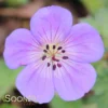 ROZANNE CRANESBILL GERANIUM