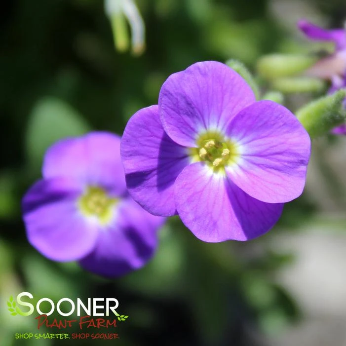 ROCK ON BLUE ROCK CRESS 2 ROCK ON BLUE ROCK CRESS - Image 2