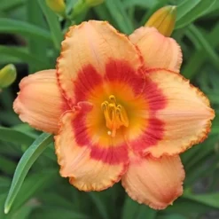 STRAWBERRY CANDY DAYLILY 7 STRAWBERRY CANDY DAYLILY -Deals Plants Store DETA3 568
