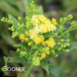 LITTLE LEMON GOLDENROD -Deals Plants Store DETA3 588