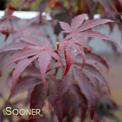BLOODGOOD UPRIGHT JAPANESE MAPLE 6 BLOODGOOD UPRIGHT JAPANESE MAPLE -Deals Plants Store DETA3 60