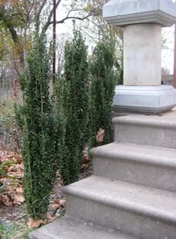 SKY PENCIL HOLLY -Deals Plants Store DETA3 637