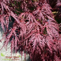 TAMUKEYAMA WEEPING JAPANESE MAPLE 7 TAMUKEYAMA WEEPING JAPANESE MAPLE -Deals Plants Store DETA3 693