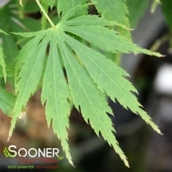 OMURA YAMA UPRIGHT JAPANESE MAPLE -Deals Plants Store DETA3 709