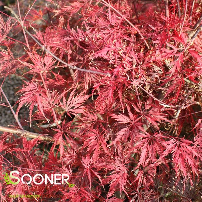 RED SELECT WEEPING JAPANESE MAPLE 1 RED SELECT WEEPING JAPANESE MAPLE