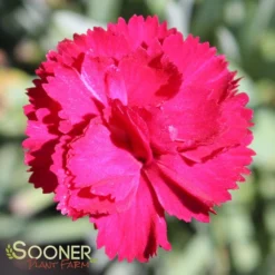 FROSTY FIRE DIANTHUS -Deals Plants Store DETA3 732