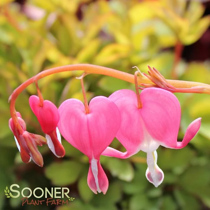 GOLD HEART BLEEDING HEART 2 GOLD HEART BLEEDING HEART - Image 2