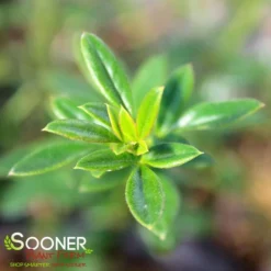 WINTER JASMINE -Deals Plants Store DETA3 992