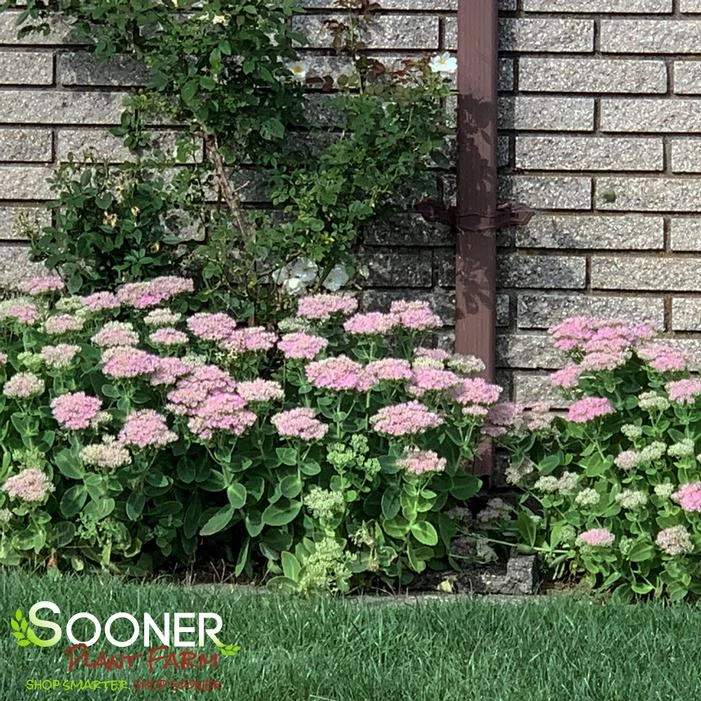 AUTUMN JOY SEDUM 3 AUTUMN JOY SEDUM - Image 3