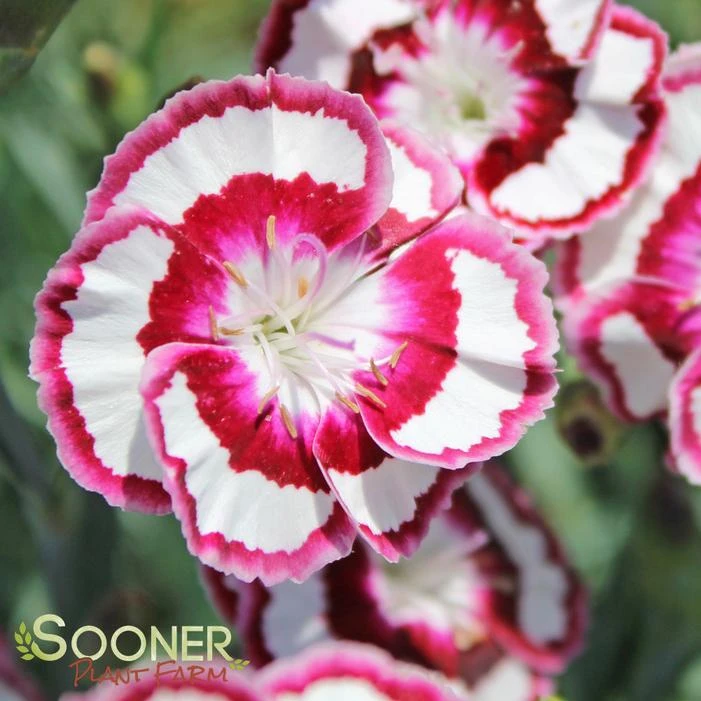 RASPBERRY SWIRL DIANTHUS 3 RASPBERRY SWIRL DIANTHUS - Image 3