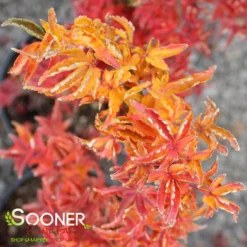 LION'S HEAD UPRIGHT JAPANESE MAPLE -Deals Plants Store DETA4 1199