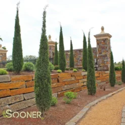 TAYLOR JUNIPER -Deals Plants Store DETA4 142