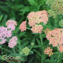 SUMMER PASTELS YARROW 11 SUMMER PASTELS YARROW -Deals Plants Store DETA4 1720