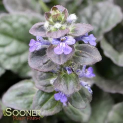 CATLIN'S GIANT AJUGA -Deals Plants Store DETA4 1723