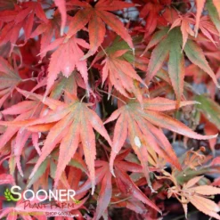 SHAINA DWARF UPRIGHT JAPANESE MAPLE -Deals Plants Store DETA4 1874
