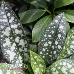 TREVI FOUNTAIN LUNGWORT -Deals Plants Store DETA4 1927