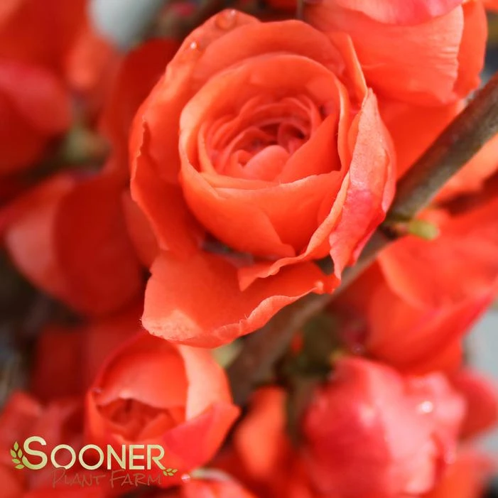 DOUBLE TAKE® ORANGE STORM QUINCE 2 DOUBLE TAKE® ORANGE STORM QUINCE - Image 2