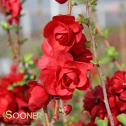 DOUBLE TAKE® SCARLET STORM QUINCE -Deals Plants Store DETA4 2022