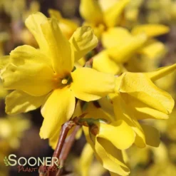 SHOWY BORDER™ FORSYTHIA -Deals Plants Store DETA4 2069