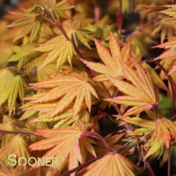 AUTUMN MOON UPRIGHT JAPANESE MAPLE -Deals Plants Store DETA4 2092