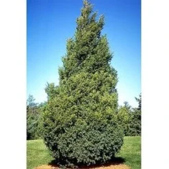 HETZI COLUMN JUNIPER -Deals Plants Store DETA4 2415